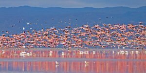 Manyara Gölü
