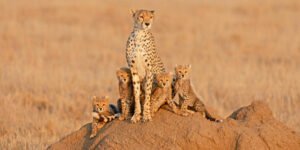 serengeti