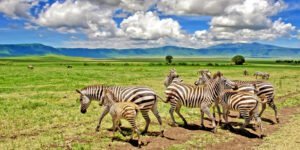 ngorongoro