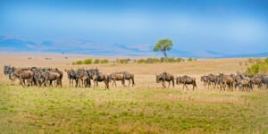 serengeti