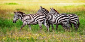 shutterstock_2293273591