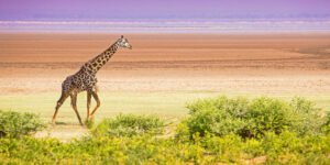 shutterstock_247784989