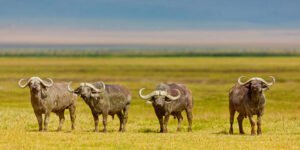 ngorongoro