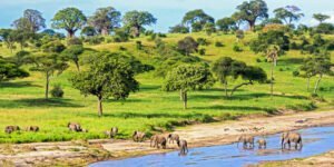 serengeti