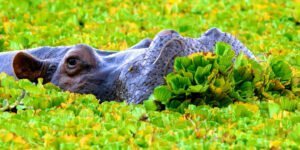 shutterstock_784691392