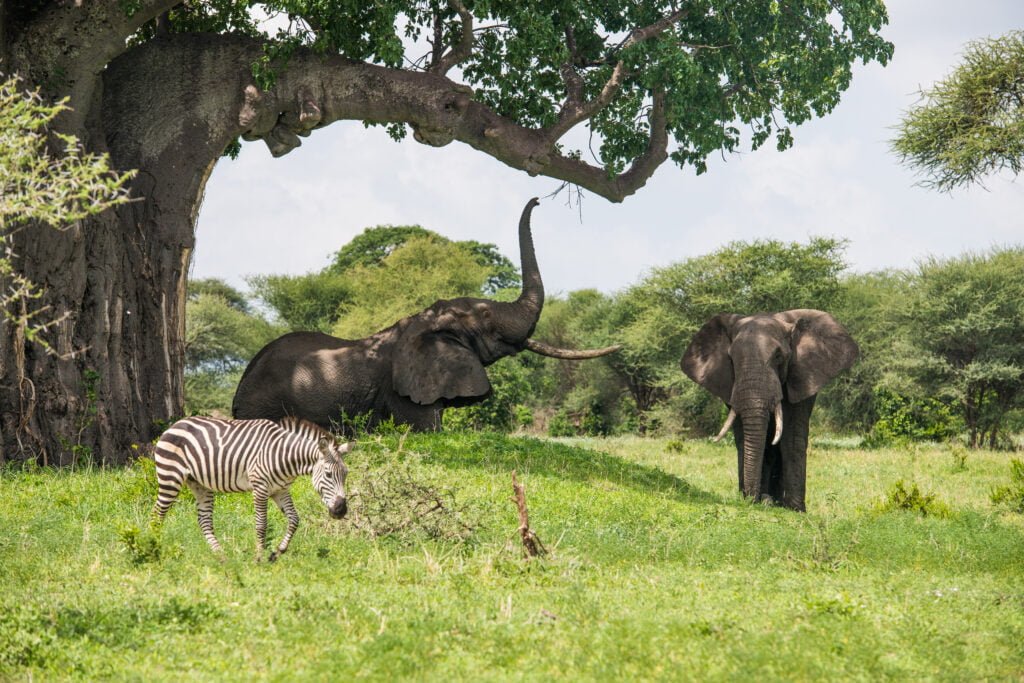 TARANGIRE