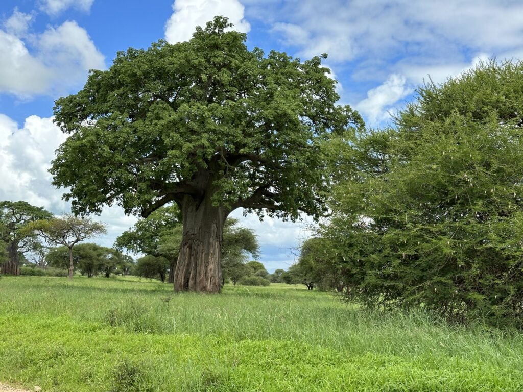 tarangire baobab 1