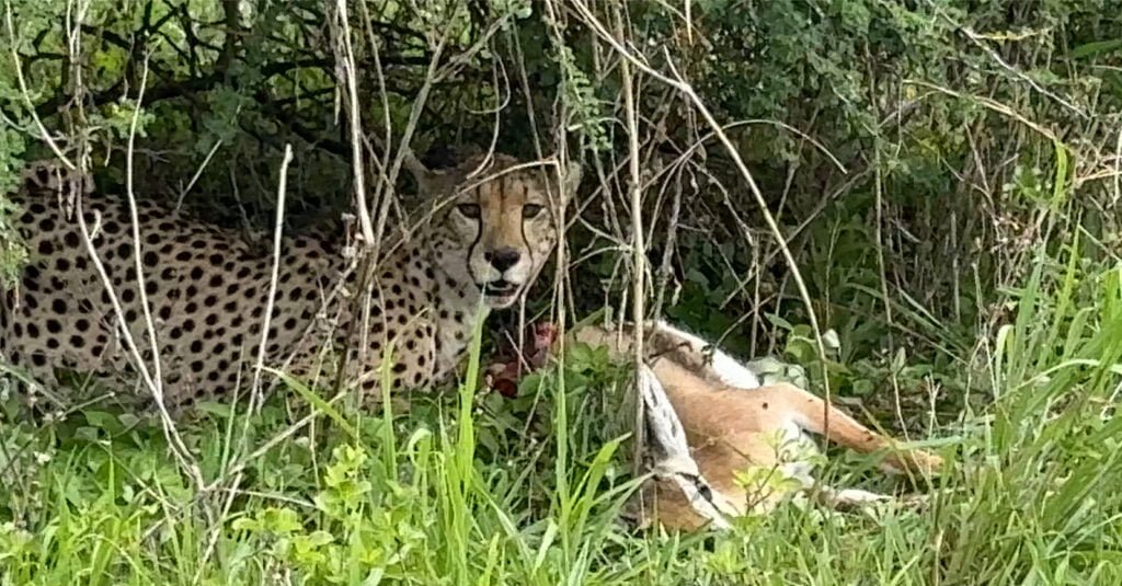 tarangire cheetah