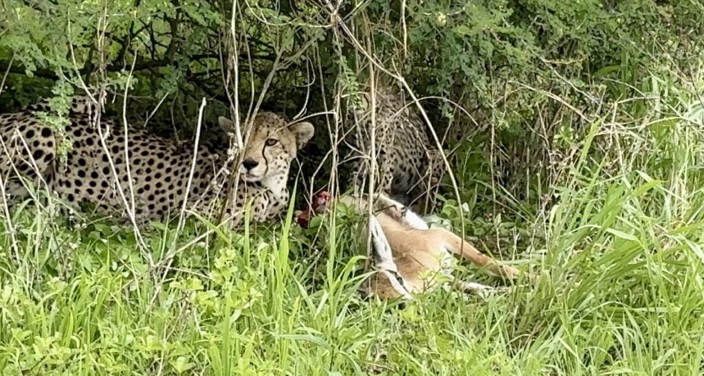 tarangirecheetah