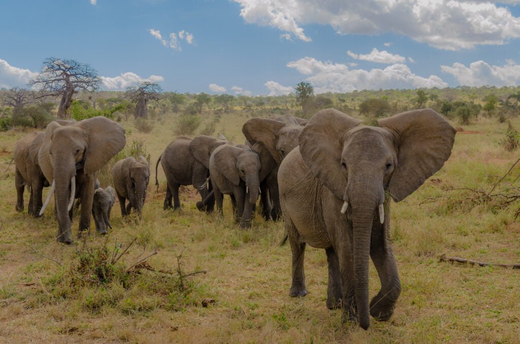 TARANGIRE
